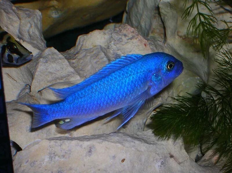 Cobalt Blue Cichlid Cichlid aquarium, African cichlids, Cichlid fish