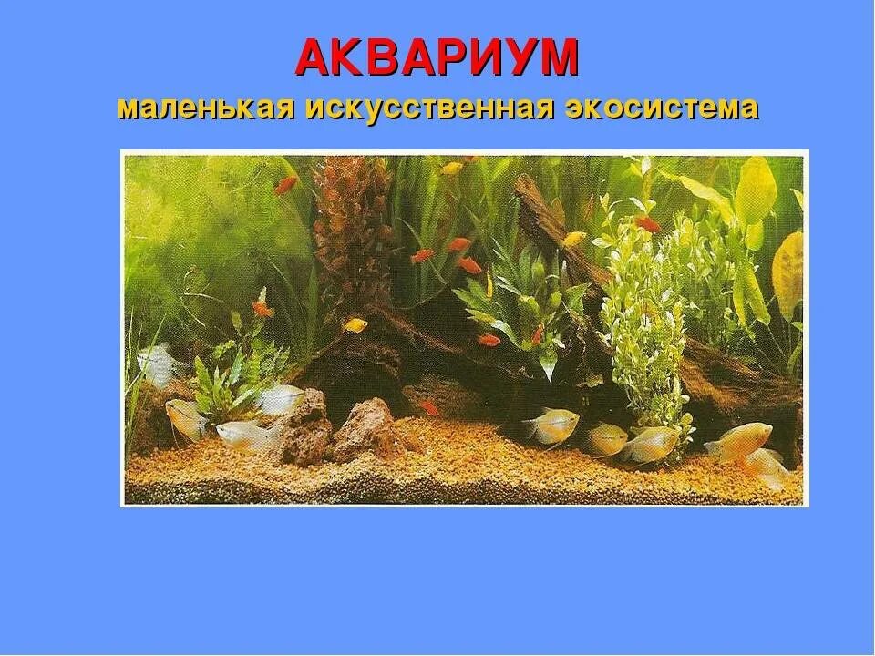 Какие организмы живут в аквариуме биология 5. Экосистема аквариума. Аквариум искусственная экосистема. Аквариум маленькая искусственная экосистема. Аквариум модель экосистемы.