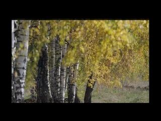 Две березки у дороги песня текст. Берёза у дороги текст. Видео песни Воробей с березы на дорогу Прыг.