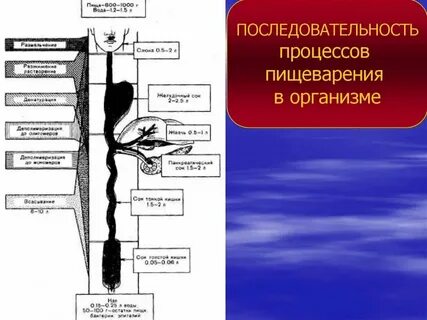 Какие процессы происходят в речи