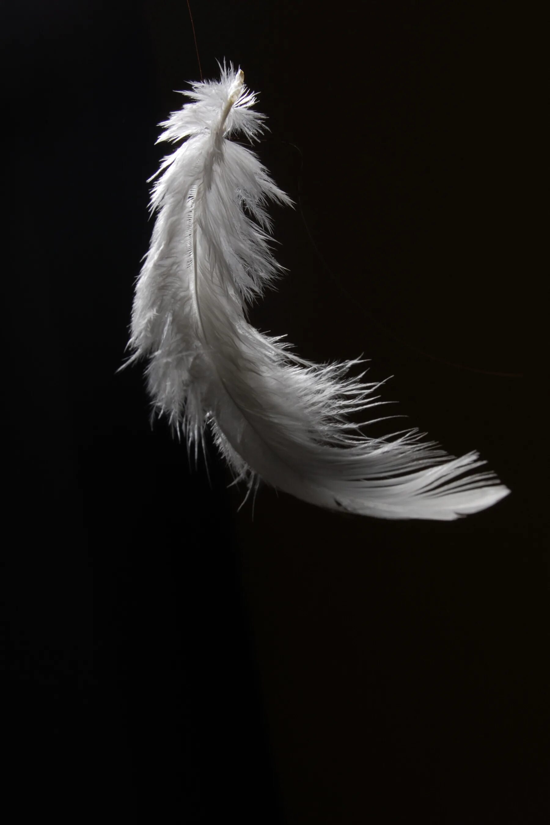Flying feather