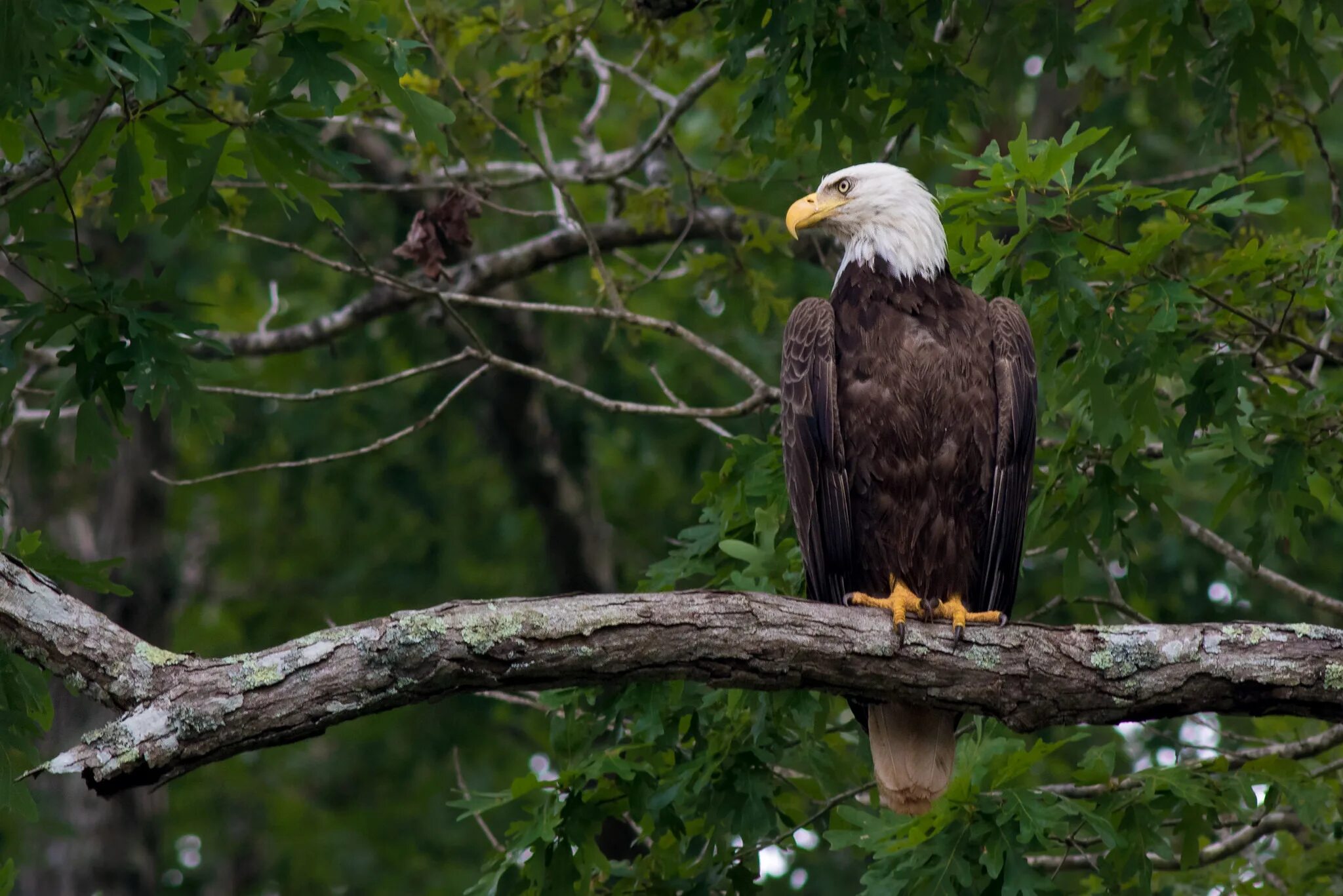 скворец птица в скворечнике. больше всего птиц живет в. перелетные птицы подмосковья. разновидности диких птиц. перелетные птицы птицы кузбасса.