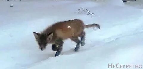Лисички пермь