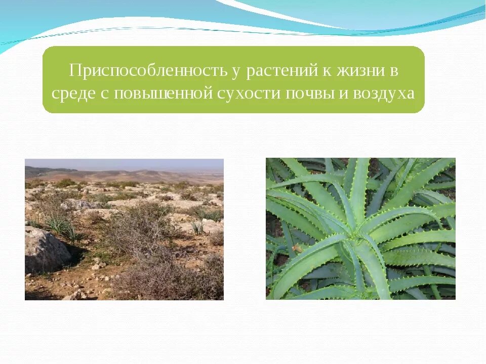 Приспособленность растений к среде. Приспособление растений к жизни. приспособление растений к среде. приспособления растений к жизни в природе.