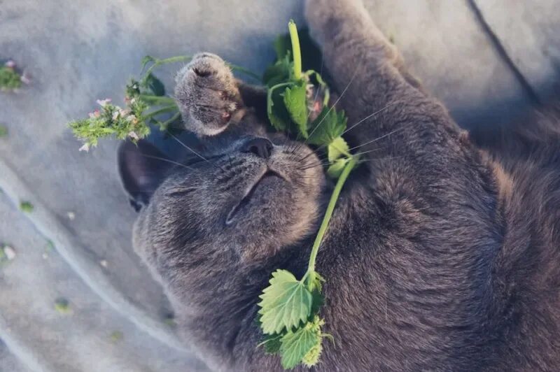 Кошка мята и кошка ника. Кошка и кошачья мята. Кошачья мята трава. Кошачья мята (котовник) (nepeta cataria). Кошкина мята.