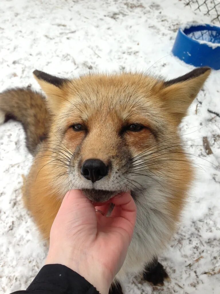 Домашняя лиса. Новосибирские лисы. Одомашненные лисы. Ручные лисы. Сколько стоит fox