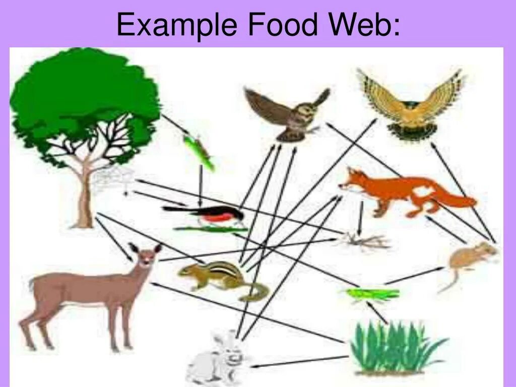 Цепь питания листовой опад еж лисица. Пищевая цепочка. Пищевая цепочка леса для дошкольников. Пищевая цепочка в природе. Цепочки питания для дошкольников.