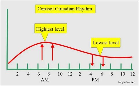 Cortisol