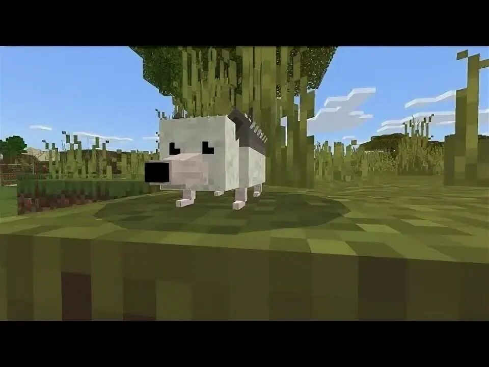 Коза в майнкрафте. World animal minecraft. Жираф майнкрафт. Майнкрафт капуцин. Как приручить страуса в мокричерс.