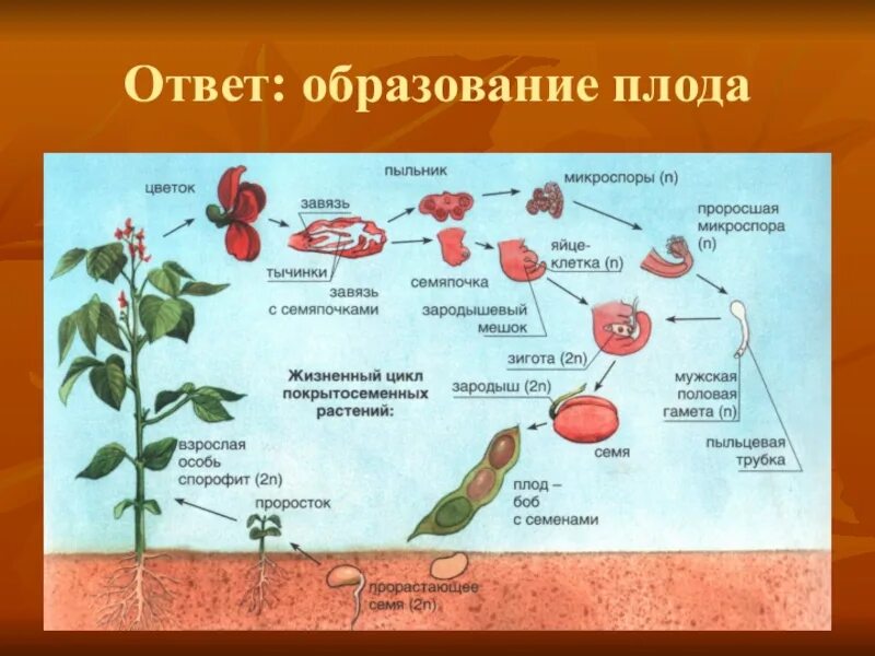 Из которого впоследствии образуются плоды с семенами. Схема развития плода растений. Образование плода у цветковых растений 6 класс. Из чего образуется плод покрытосеменных растений. Процессы развития плодов.