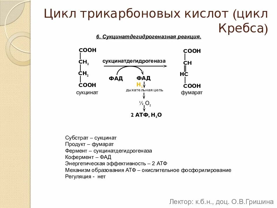 Суммарная реакция цикла трикарбоновых кислот