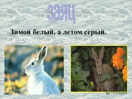 Белый летом серый