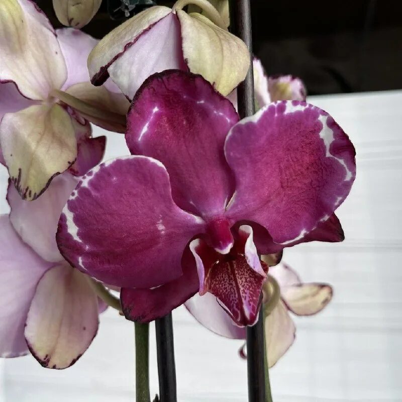 Цветок орхидеи королева. Miki black marble '469'. Каттлея грин эмеральд. C. Цветущая орхидея поза фото.