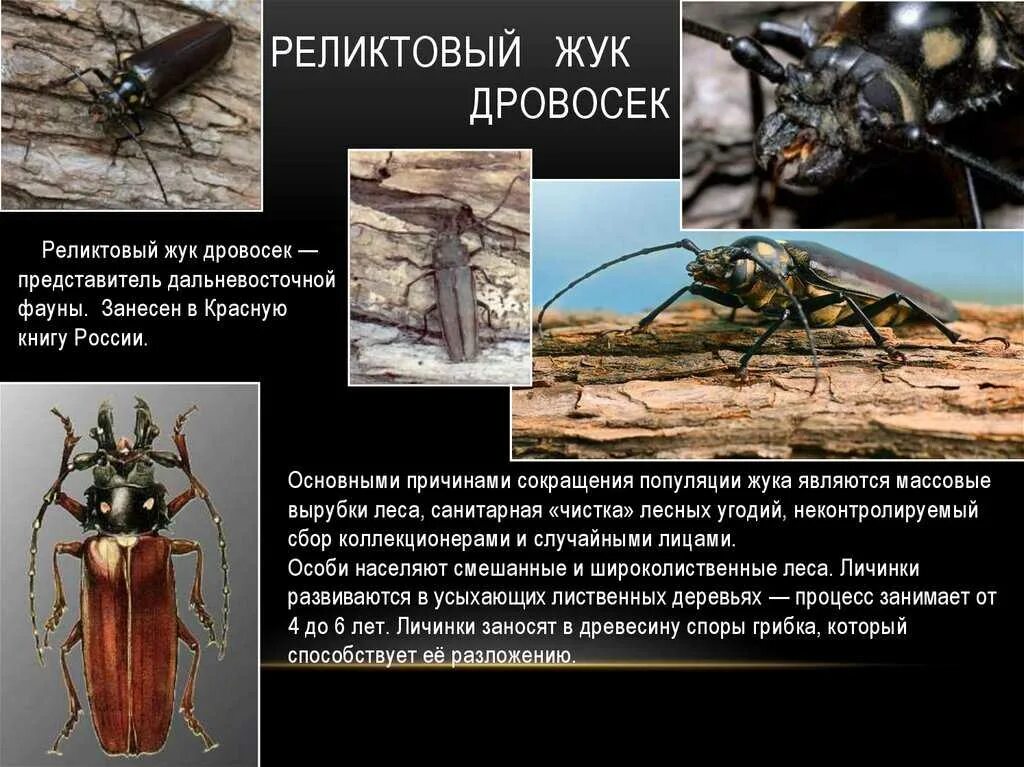 Почему дровосек занесен в красную книгу. Жук реликтовый дровосек красная книга. красная книга россии реликтовый дровосек реликтовый. реликтовый дровосек жук среда обитания. жук усач дровосек описание.