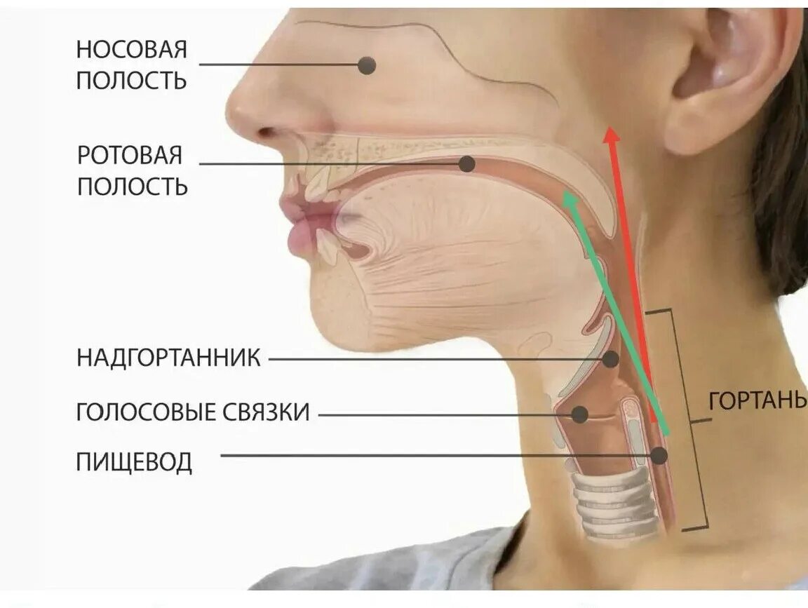 Резонаторы в голосовом аппарате человека. Строение голосового аппарата певца резонаторы. Положение гортани в пении. Строение голосового аппарата. Где рождается голос.