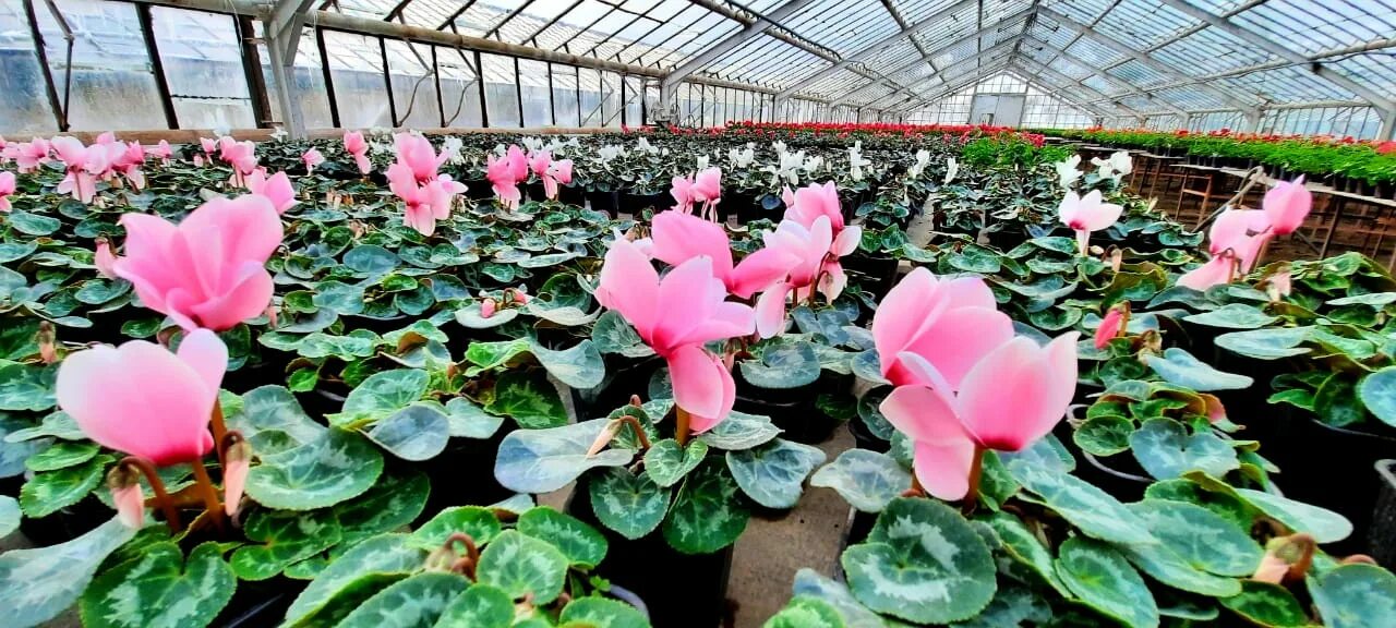 Ботанический сад волжский выставка первоцветов. Волгоградский ботанический сад. Волжский ботанический сад первоцветы. Волжский ботанический сад первоцветы. Ботанический сад волжский выставка первоцветов 2024.