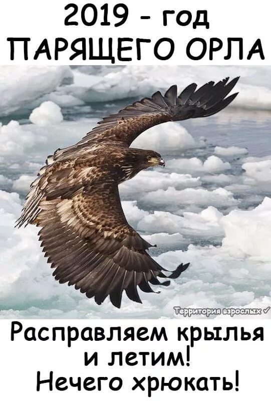 Год парящего орла. Стих про орла. Орел с расправленными крыльями. Парящий орёл Славянский.