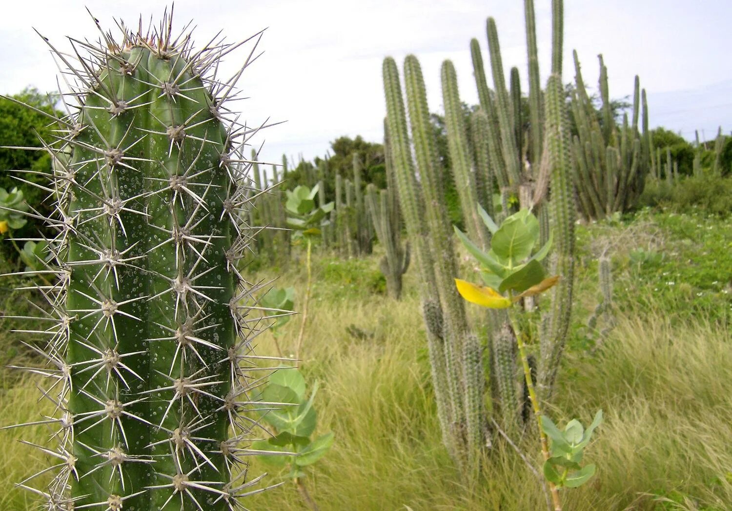 Кактусовые семейство сообщение. Пахицереус Прингла (Pachycereus pringlei),. Pachycereus pringlei Кактус. Пахицереус Кактус гребень туземца. Цереус Стетсония.