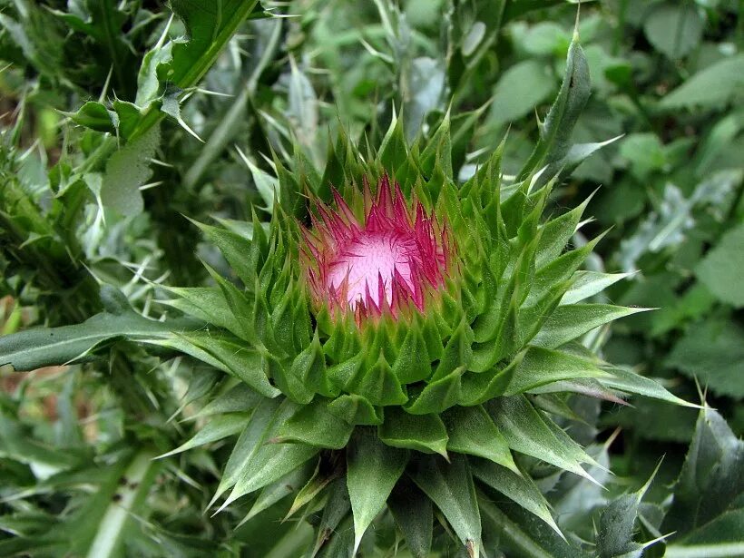 Onopordum acanthium - Image of an specimen - Plantarium