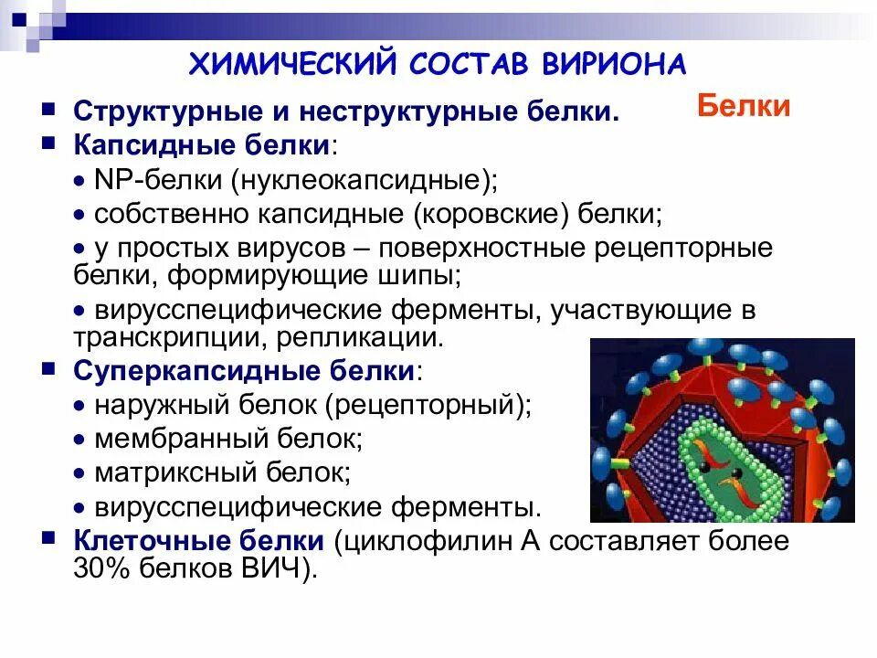 Общие признаки вирусов биология 5 класс. Химический состав вирусов. Различные формы вирионов. Морфология вирионов. Морфология и структура вирионов.