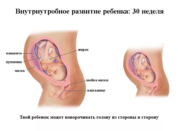 Матка на 33 неделе беременности