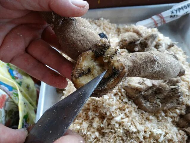 Как реанимировать клубень