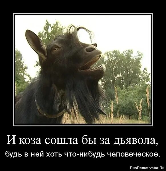 Жил на свете козел. Жил на свете козел. Храбрый баран. Храбрый баран сказка. Жил на свете козел.