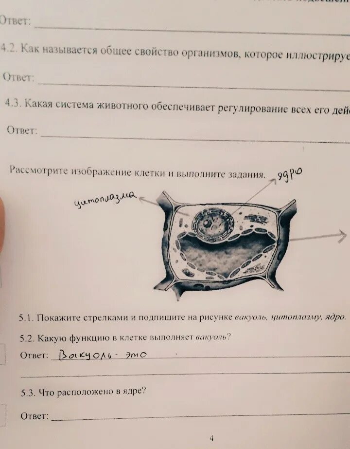 Рассмотрите изображение клетки и выполните задания. Рассмотрите рисунок и выполните задания. Рассмотри рисунок и выполни задание.. Рассмотрите рисунок какие клетки в их изображении настроение.