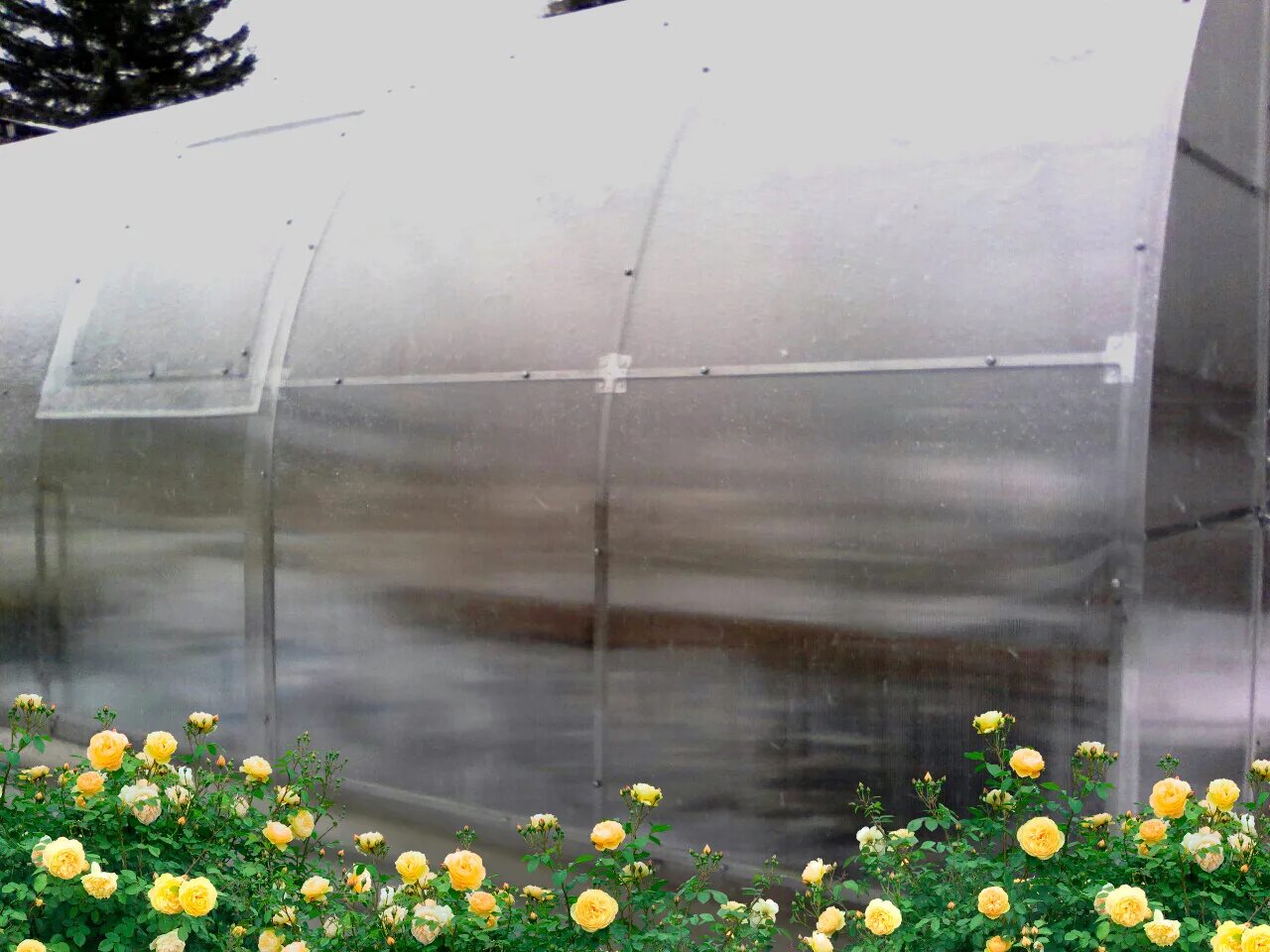 рулон х/к оцинкованный. разделитель газона из оцинкованной стали прямой, h=184мм. восток теплица. электромонтажные изделия оцинкованные. оцинковать в красноярске.