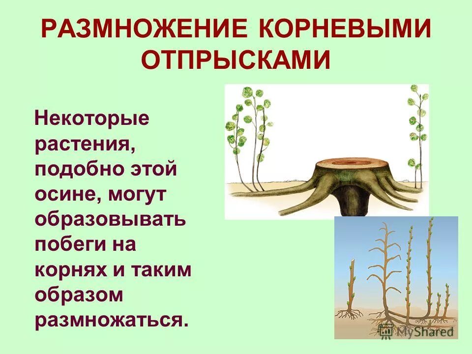 Растения размножающиеся корневыми отпрысками. Корневые черенки малины. Растения размножающиеся корневыми отпрысками. Вегетативное размножение растений корневыми отпрысками. Размножение растений корневыми отпрысками.
