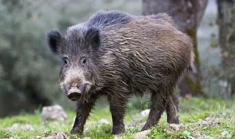 Томпақ пиздалардың суреттері