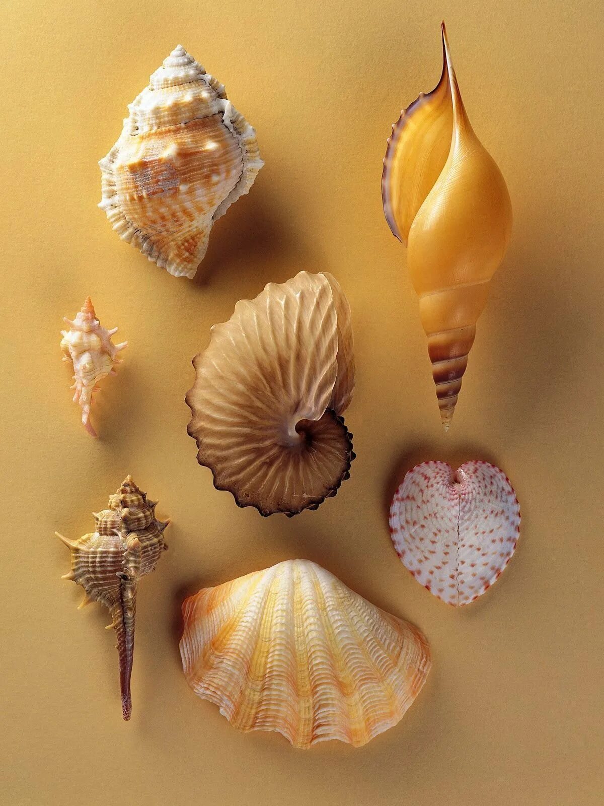 Маленькие моллюски. Раковина Conch Shell. Моллюски в морских раковинных. Nana donovani Ракушка. Ракушки морские.
