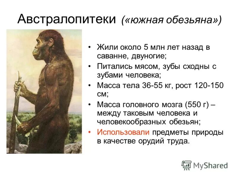 Строение скелета человека и человекообразных обезьян. Человек как и человекообразные обезьяны имеет. Человекообразные обезьяны. Обезьяна , горилла, орангутанг, шимпанзе. Человек как и человекообразные обезьяны имеет.