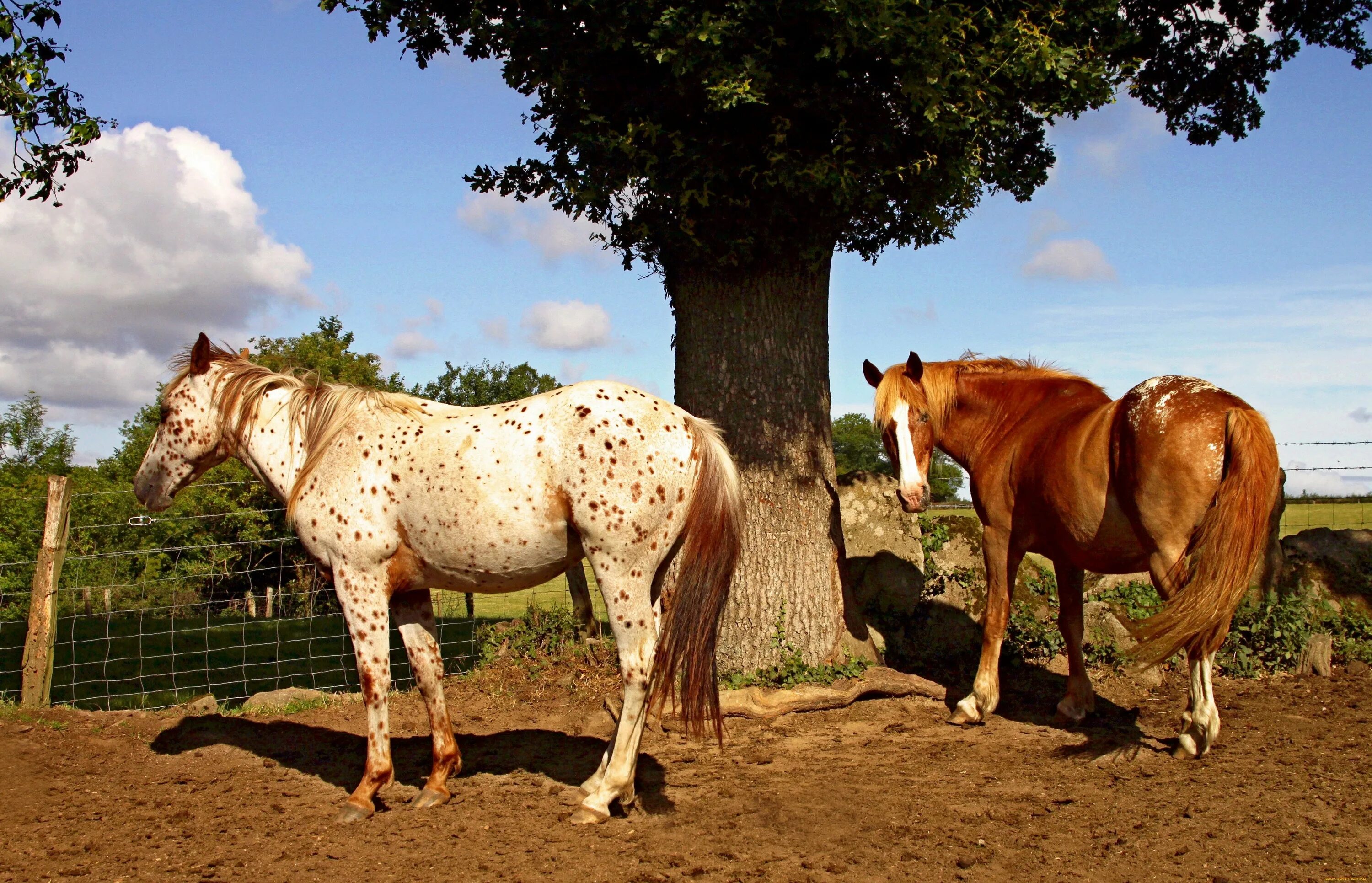 Абиссинская порода лошадей. Лошади мир животных. Левада для лошадей. Скакуны лошади.