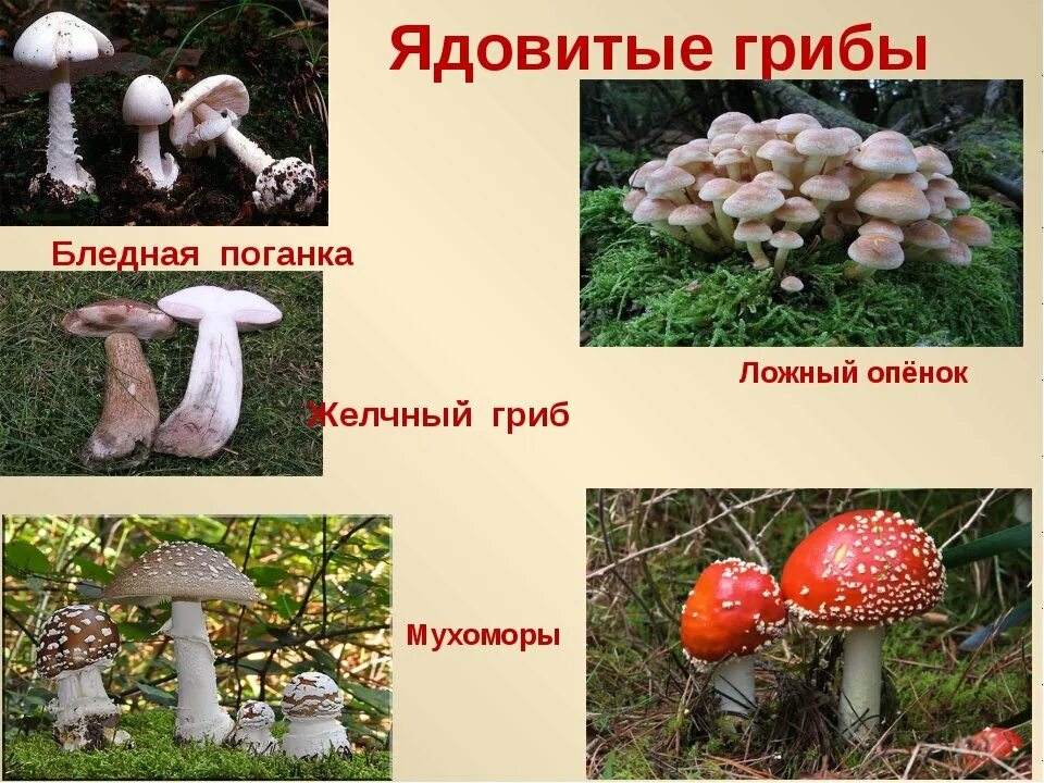Два ядовитых гриба. Проект Лесные опасности несъедобные грибы. Несъедобные Лесные грибы 2 класс. Название опасных грибов. Ядовитые Лесные гри.