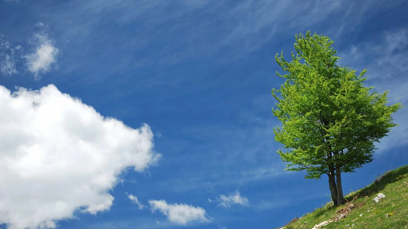 Небо и деревья. Деревья на фоне голубого неба. Дерево в облаках. Летнее дерево.