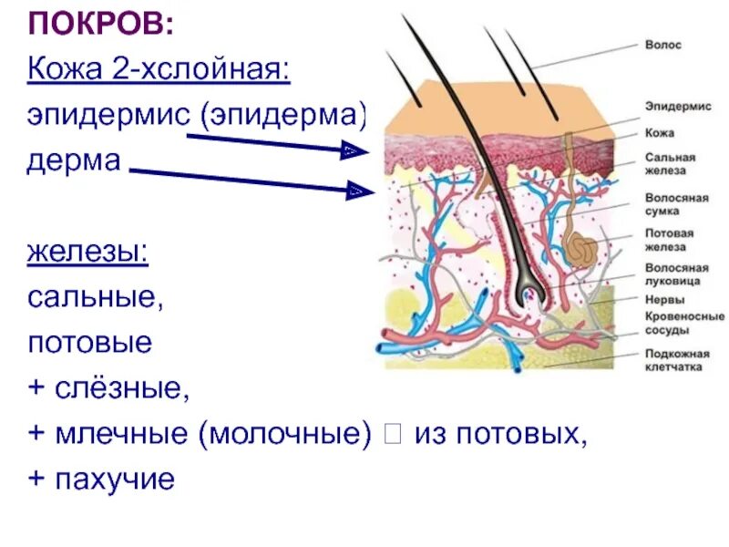 Млечные сальные и потовые железы. Сальные и потовые железы дерма. Строение кожи сальная железа. Производные кожи потовые и сальные железы. Потовые железы у млекопитающих.