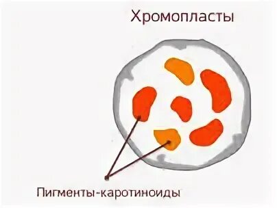 Хромопласт содержит. Хромопласты строение. хромопласты рисунок. хромопласты строение рисунок. хромопласты картинка.