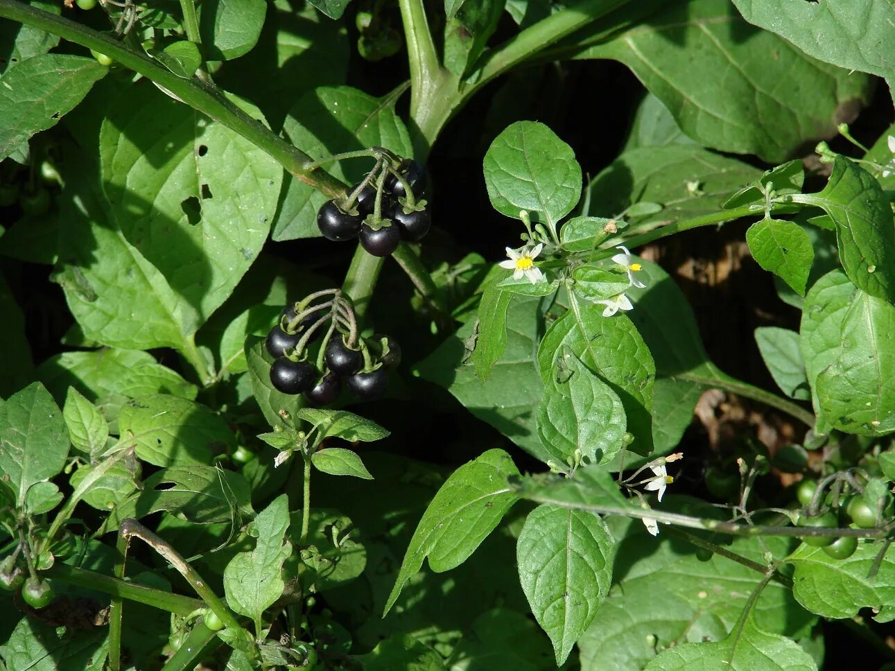 Паслен черный род. Паслён чёрный. Паслен черный (Solanum nigrum). Паслён чёрный plantarium. Паслён чёрный съедобный.