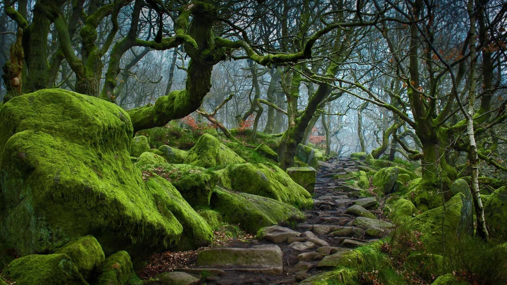 Каменистый забытые тени. Пик Дистрикт Англия лес. Кэрсивин Ирландия лес. Шервудский лес три камня. Шервудский лес в Англии.