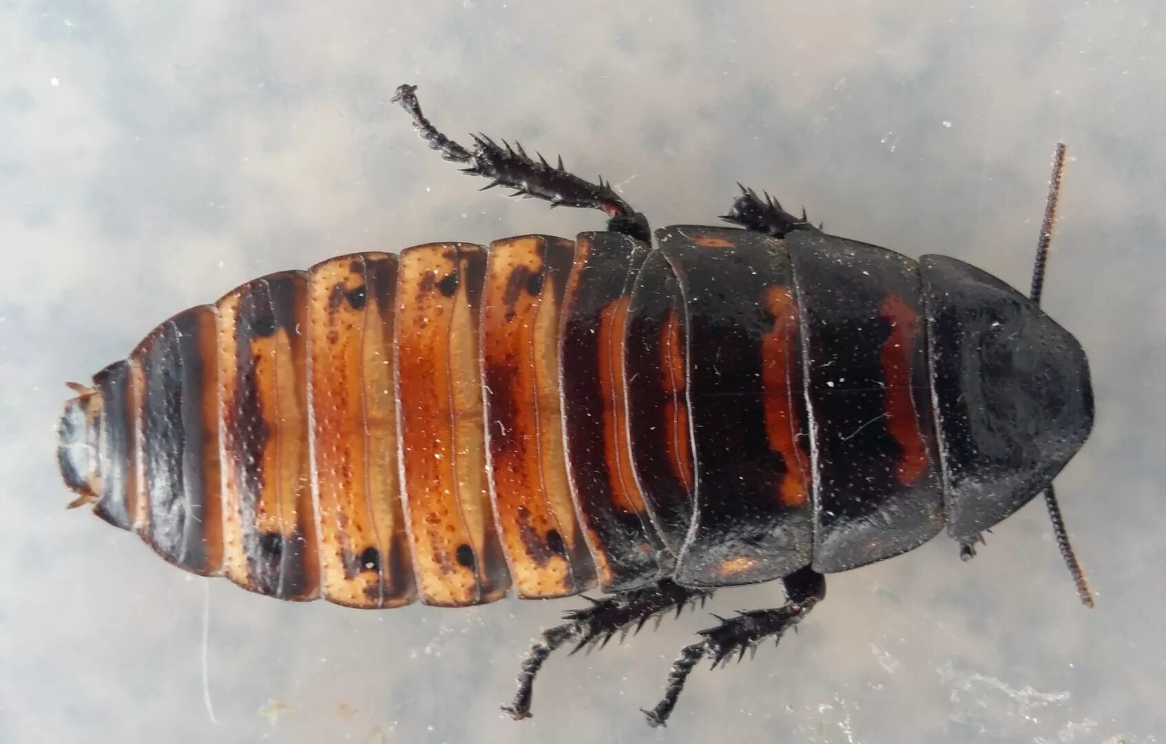 Кукарача содержание. Gromphadorhina oblongonata. таракан мадагаскарский. gromphadorhina grandidieri. кукарача таракан.
