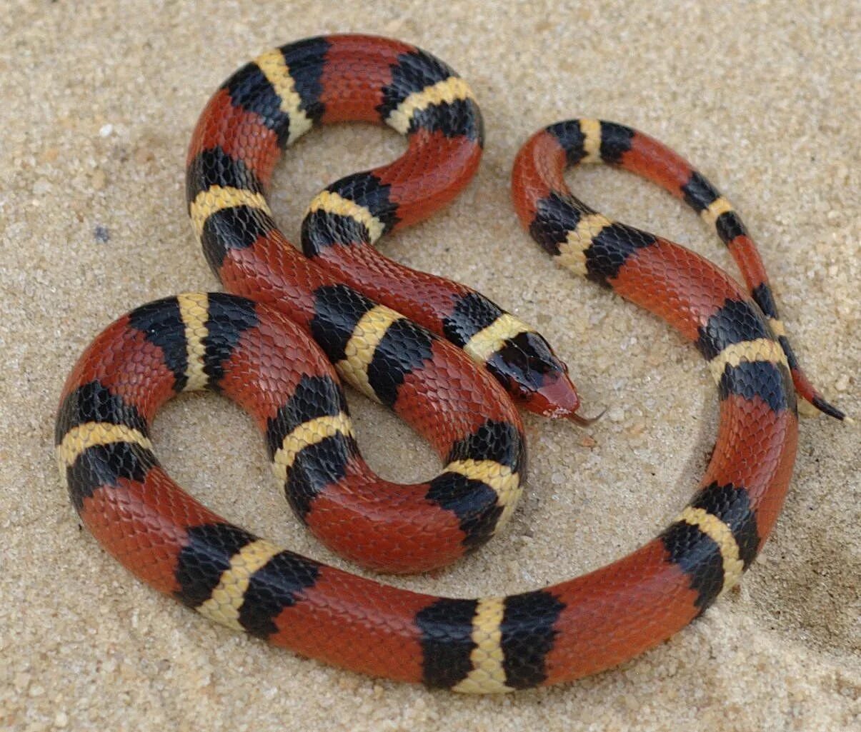 Lampropeltis triangulum annulata. арлекиновый аспид. арлекиновый коралловый аспид. коралловый аспид змея. аспид это.