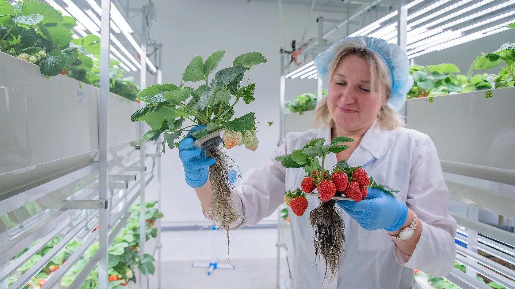 Клубника на гидропонике в теплице круглый год. Вертикальная ферма клубника. Малообъемная гидропоника клубника. Теплица клубника гидропоника. Клубника шпалерная.