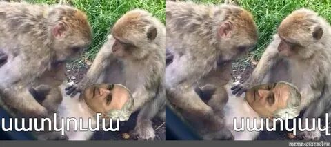 Обезьяна умирает