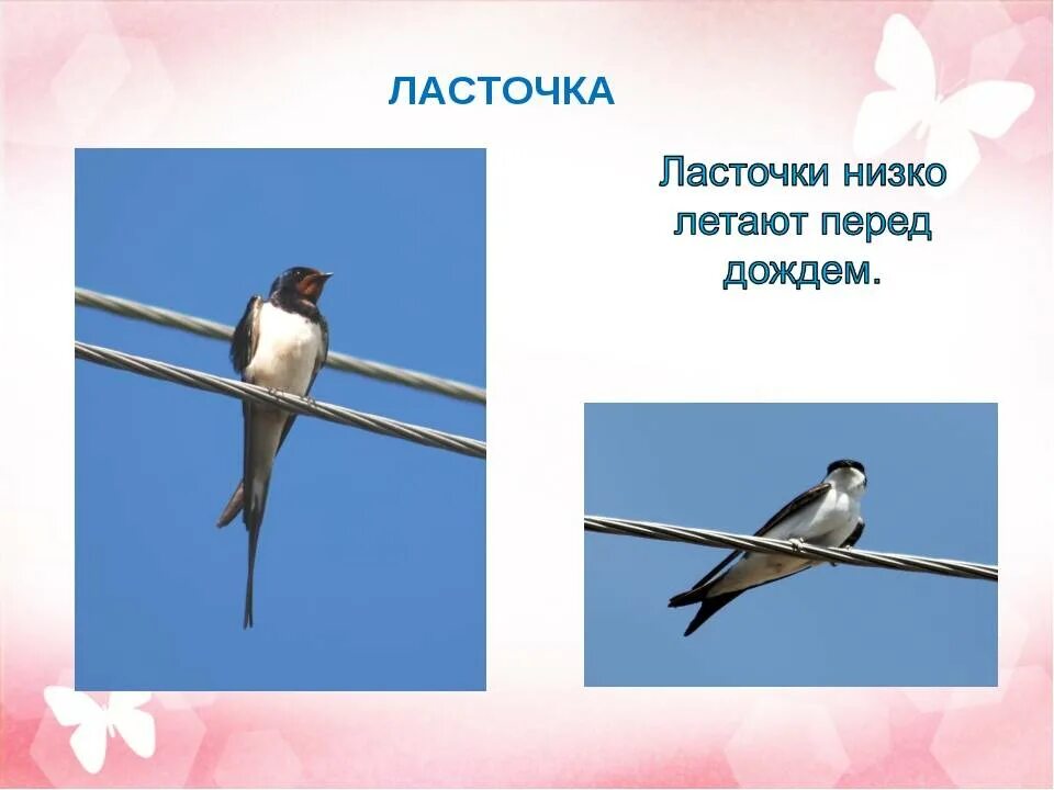 Ласточки низко летают. Почему ласточки низко летают вопрос. Ласточки летают. Ласточки летают с дождем. Ласточки низко летают к чему это.