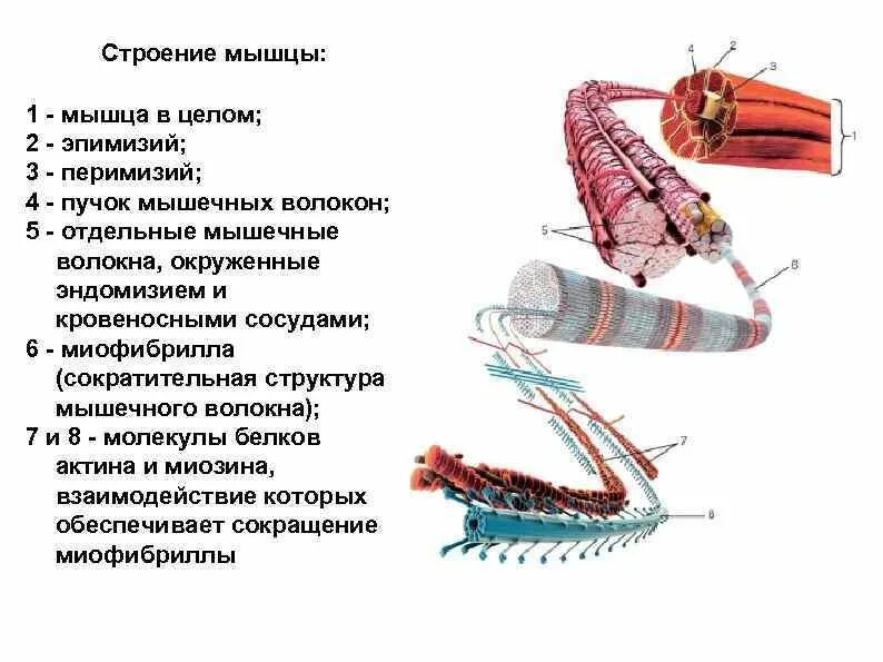 Волокнистые мышцы. Отдельное мышечное волокно. Миофибриллы актин миозин. Схема строения скелетного мышечного волокна. Митохондрии и миофибриллы в мышцах.