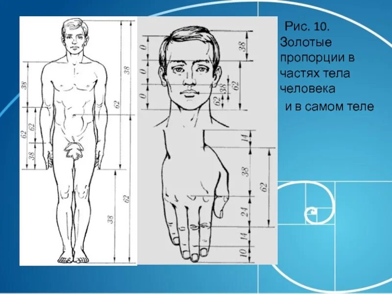 Пропорции тела человека. Золотое сечение пропорции тела. Золотое сечение в пропорциях человека. Пропорции золотого сечения в теле человека.