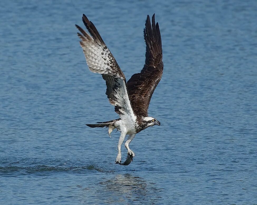 Скопа красная книга. Скопа (Pandion haliaetus). Скопа (Pandion haliaetus l.). Скопа – Pandion haliaetus (Linnaeus,. Птица рыболов Скопа.