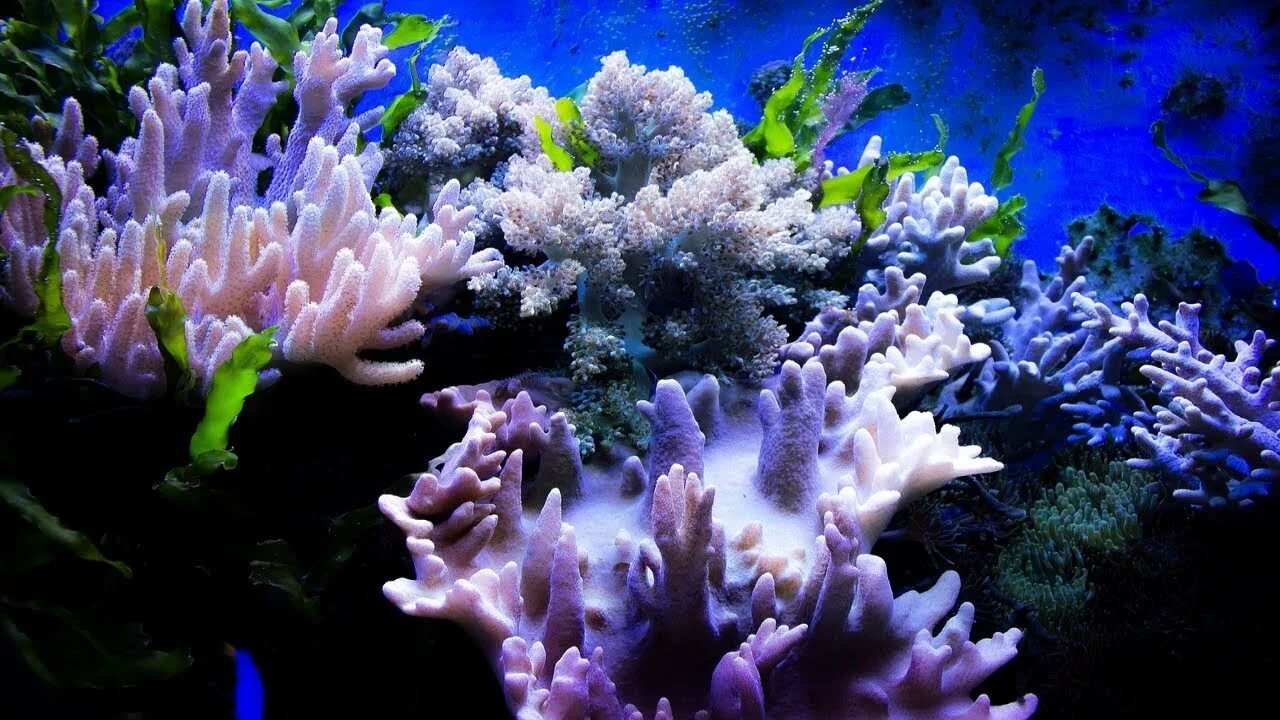 Fans of coral. Paragorgia arborea. X2 photo bigger green sea fan. Коралл montastraea. Пресноводные кораллы.