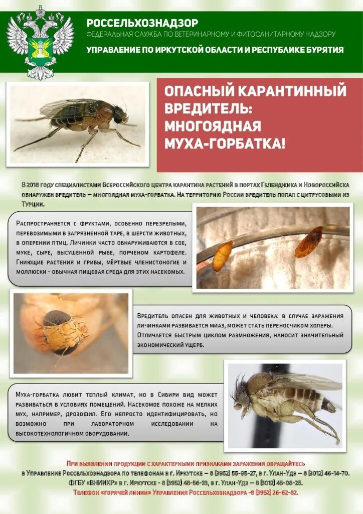 Многоядная муха горбатка чем опасна для человека. Многоядная муха-горбатка. Горбатка ядовитая муха?. Муха горбатка. Многоядная муха горбатка чем опасна для человека.